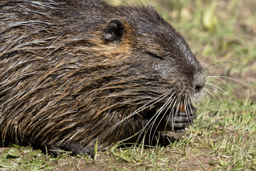 nutria