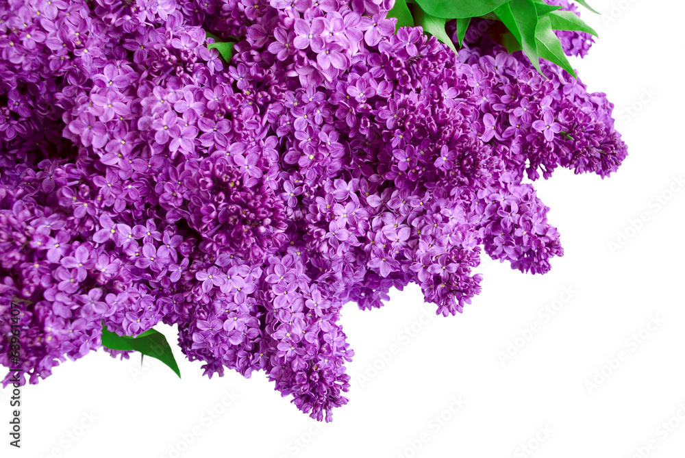 Wall mural Syringa Lilac background