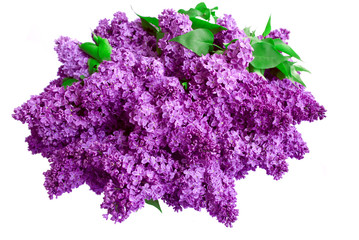 Syringa Lilac background