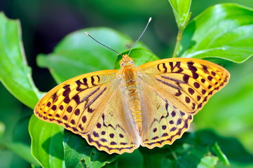 butterfly in natural habitat (melitaea aethera)