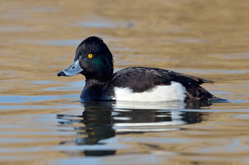 duck in natural habitat