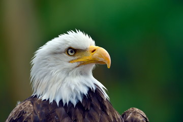 The Bald Eagle (Haliaeetus leucocephalus) portrait