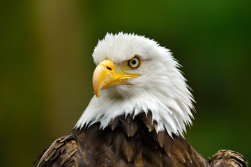 The Bald Eagle (Haliaeetus leucocephalus) portrait