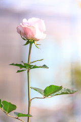 Beautiful pink roses 