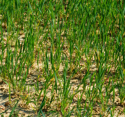 Obraz premium Close up of young plants growing in a field