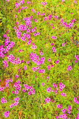 Obraz na płótnie Canvas Pink woodsorrel (Oxalis corymbosa)