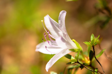 White azalea in Japan