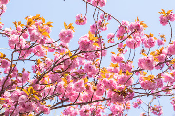 Blooming double cherry blossom tree