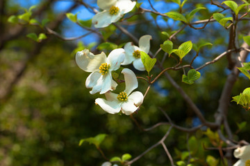 White flowering dogwood tree (Cornus florida) in bloom