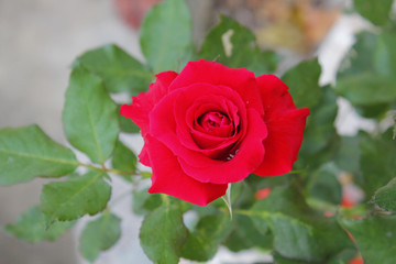 red rose