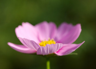 Fototapeta premium 秋桜