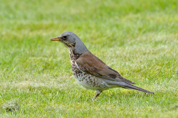 nutcracker (nucifraga caryocatactes)