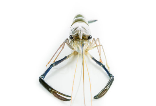 Close up prawn or raw shrimp isolated