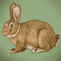 vector engraving rabbit in color
