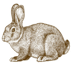 Naklejka premium vector engraving rabbit on white background