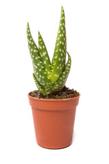 Cactus isolated on white background