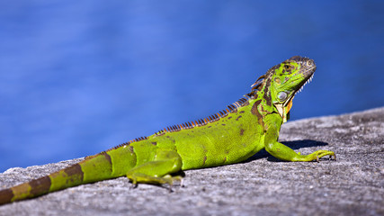 Green Iguana (Iguana iguana) with blue water in background