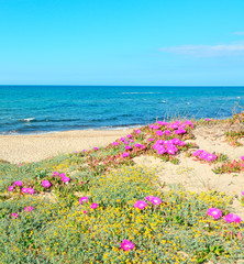 green dunes with flowers
