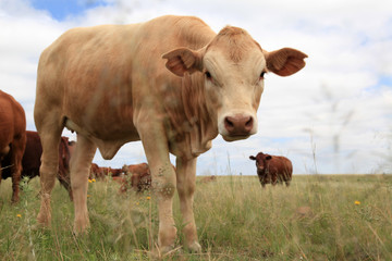 Fototapeta na wymiar Bull calf and herd.