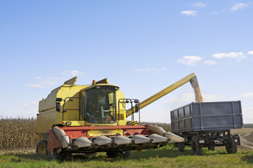 Fototapeta premium Corn harvester loading trailer