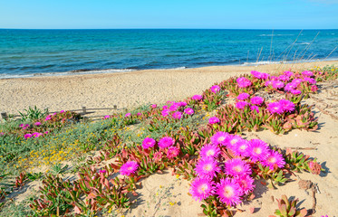 dunes with flowers