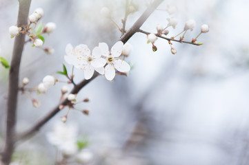 Tree branch with white flowers in spring