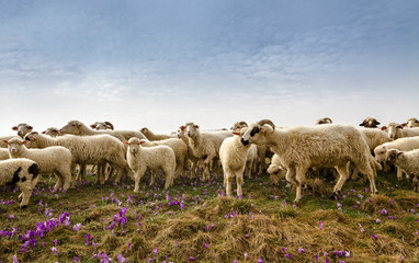 Fototapeta premium Sheep