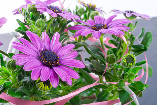 violet daisies