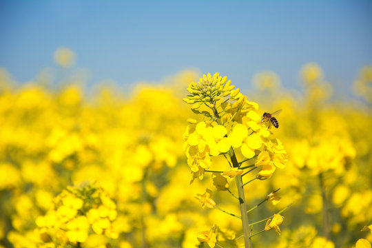 Swiss agriculture  Field of rapeseed  plant for green energy