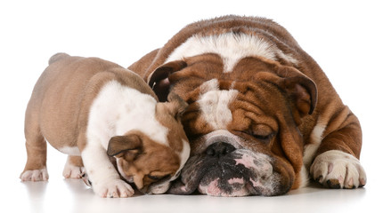 bulldog father and son