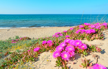 flowers by the sea