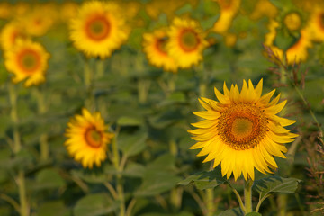 Isolated sunflower with blue sky