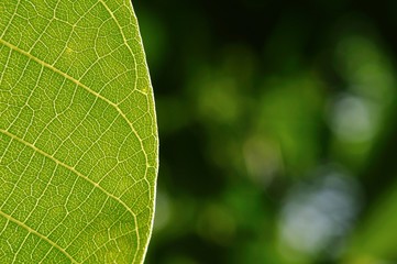Detail of green leaf with blurred background
