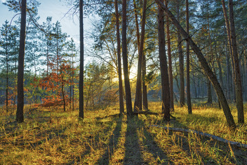Fototapeta premium Woodland scenery