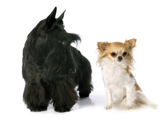 Scottish Terrier and chihuahua