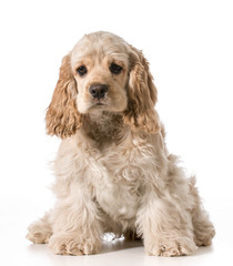 cocker spaniel puppy