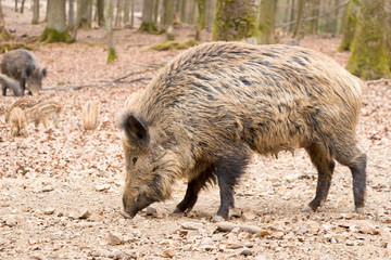 Wild Boar Sow