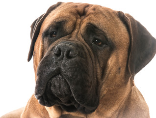 Fototapeta premium bullmastiff portrait