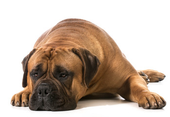 bullmastiff