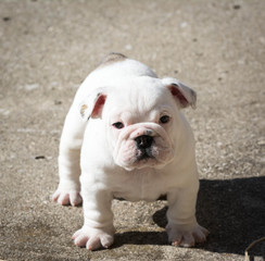 Obraz premium english bulldog puppy