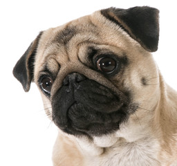 pug head portrait