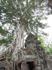 Ta Prohm - Siem Reap, Canbodia