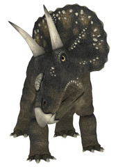 Dinosaur Diceratops