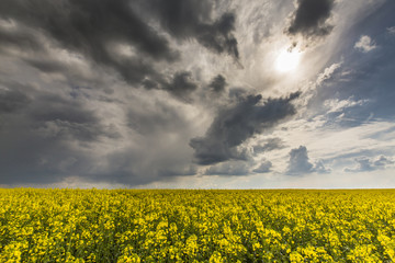 Obraz premium Canola fields in remote rural area, profiled on stormy sky