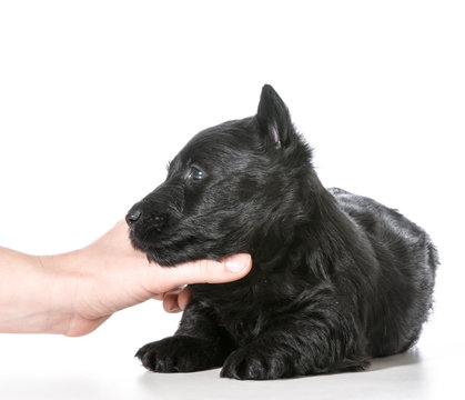 hand holding puppy