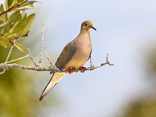 Mourning Dove (Zenaida macroura) perching on branch