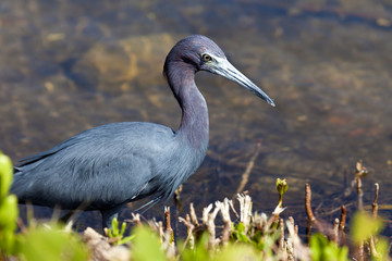 Little Blue Heron (Egretta caerulea)
