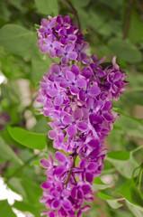 Syringa Lilac background