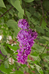 Fototapeta na wymiar Syringa Lilac background