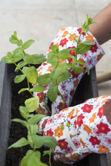 Woman planting mint in container